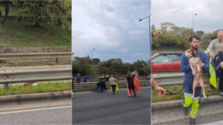 IRA salva cão na Segunda Circular e queixa-se da demora sem sirenes nem luzes