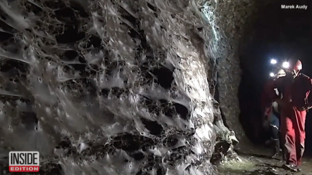 Maior teia de aranha do mundo descoberta revela colónia com mais de 100 mil aranhas