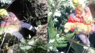 Resgate dramático em Gondomar termina em final feliz para cão preso num poço oculto