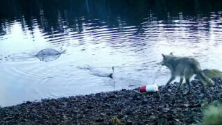 Vídeo mostra lobo a pescar com ferramenta e deixa investigadores boquiabertos