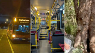 Coala resgatado de poste acaba a viajar de autocarro antes de voltar à natureza