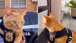 Esquadra da polícia adota Delegato para apoiar vítimas de violência