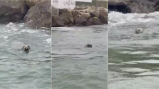 Foca-cinzenta surpreende ativista ambiental na marina de Cascais