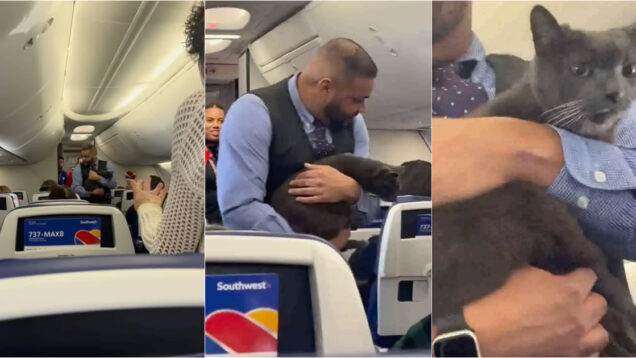 Gato foge da gaiola de viagem e transforma voo num momento irresistível