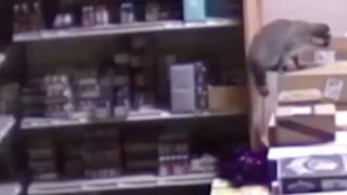 Guaxinim fica alcoolizado após invadir loja de bebidas e é encontrado a dormir no WC