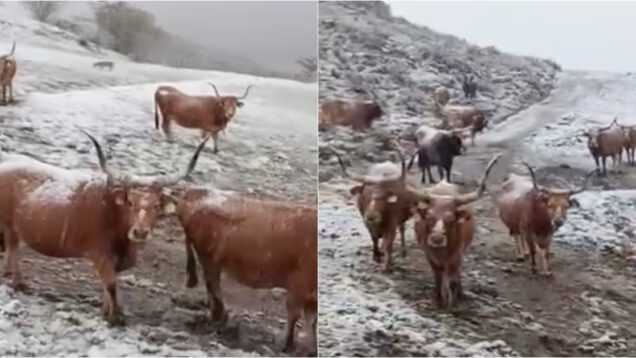 Neve chega ao Gerês e imagens de vacas sob os flocos tornam-se virais