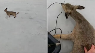 Pescadores salvam corços presos em lago congelado na Sibéria