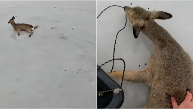 Pescadores salvam corços presos em lago congelado na Sibéria