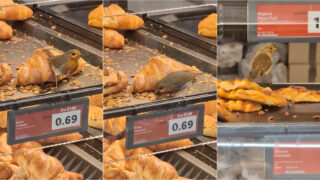 Pisco-de-peito-ruivo aproveita pastelaria do Lidl para matar a fome