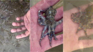 Turista britânico pegou em polvo mortal e só descobriu o perigo após partilhar vídeo