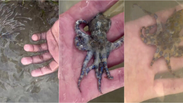 Turista britânico pegou em polvo mortal e só descobriu o perigo após partilhar vídeo