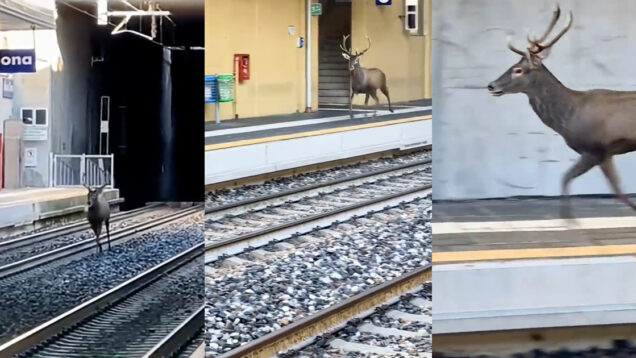 Veado invade estação de comboios em Itália e obriga a parar circulação ferroviária