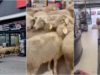Rebanho com cerca de 50 ovelhas perde-se e entra num supermercado na Alemanha