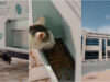 Animais de estimação estão a ser abandonados no Dubai enquanto donos fogem do conflito