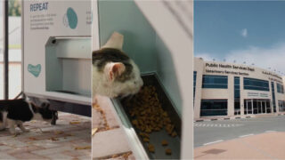 Animais de estimação estão a ser abandonados no Dubai enquanto donos fogem do conflito