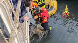 Bombeiros resgatam lobo preso debaixo de uma ponte em Itália