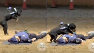 Cão-polícia conquista as redes ao “salvar” o tutor com manobras de reanimação