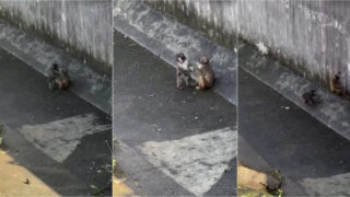 Macaco já não anda sozinho e até tem namorada