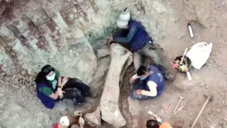 Nova espécie de dinossauro gigante descoberta no Brasil pode reescrever ligações entre continentes