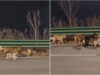Sete cães fogem de sequestro e percorrem 17 km para regressar a casa