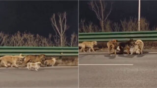 Sete cães fogem de sequestro e percorrem 17 km para regressar a casa