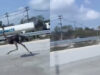 Avestruz sai de café temático e percorre 15 km até ser capturada numa autoestrada