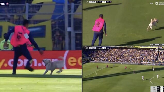 cao-invade-o-campo-de-futebol-em-argentina-e-deixa-os-funcionarios-sem-hipoteses
