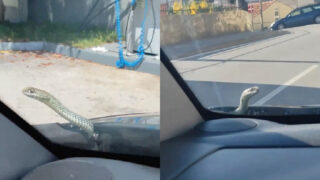 Cobra surge do motor de um carro e surpreende condutor em Oliveira de Azeméis
