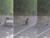 turista-bulgaro-sofre-ferimentos-graves-ao-alimentar-urso-na-estrada