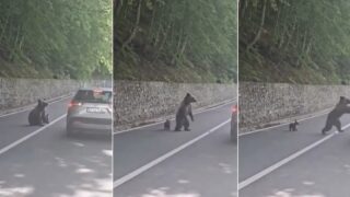 turista-bulgaro-sofre-ferimentos-graves-ao-alimentar-urso-na-estrada