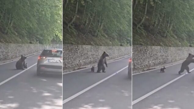 turista-bulgaro-sofre-ferimentos-graves-ao-alimentar-urso-na-estrada