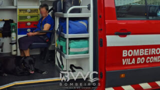Cão não abandona a dona após queda e emociona bombeiros em Vila do Conde