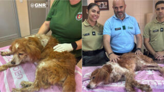 GNR resgatou cão que foi enterrado vivo em Mafra