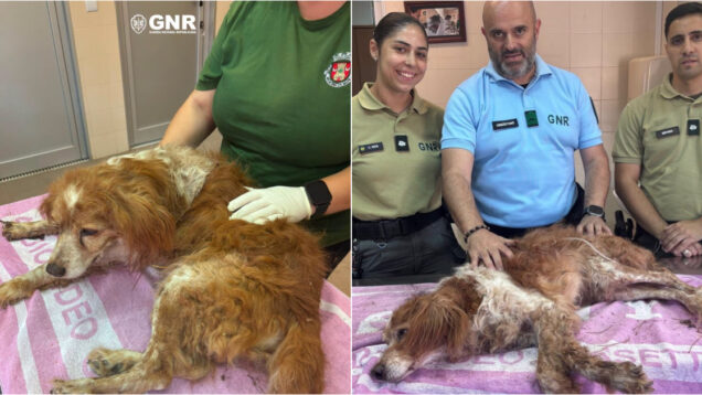 GNR resgatou cão que foi enterrado vivo em Mafra