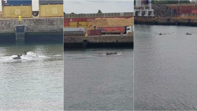 Golfinhos surpreendem com aparição no Porto de Leixões e encantam quem passava pelo local