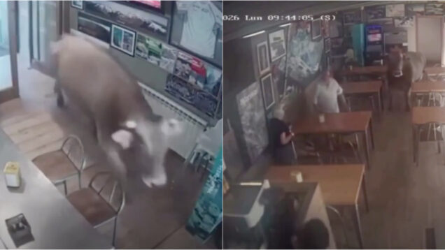 Touro entra num bar em Espanha e apanha clientes de surpresa