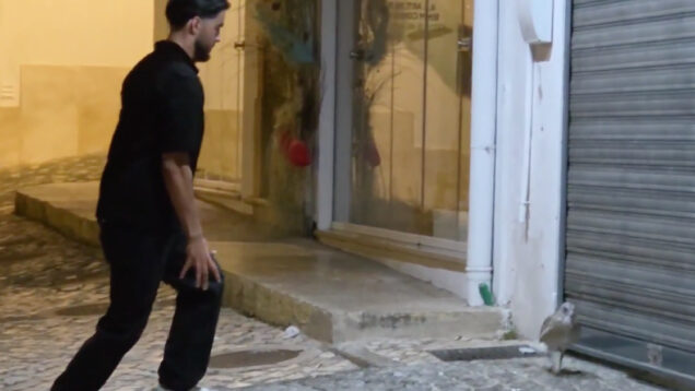 Turistas ingleses geram revolta após importunarem uma gaivota numa rua em Portugal