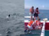 Vídeo mostra tubarão com cerca de quatro metros junto a embarcação na Nazaré