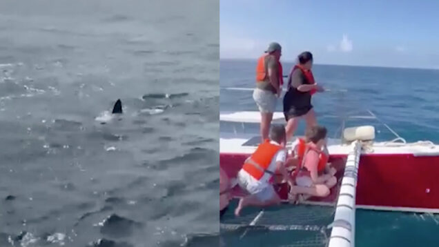 Vídeo mostra tubarão com cerca de quatro metros junto a embarcação na Nazaré