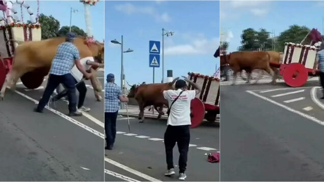 bois descontrolam-se e destroem carroça em fuga