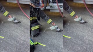 bombeiros-salvam-pombo-com-mascara-de-oxigenio-apos-incendio-nos-eua