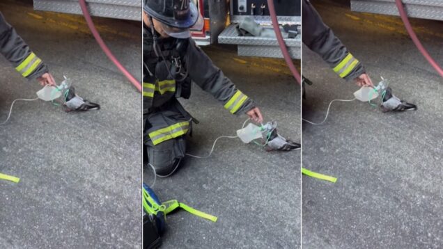 bombeiros-salvam-pombo-com-mascara-de-oxigenio-apos-incendio-nos-eua