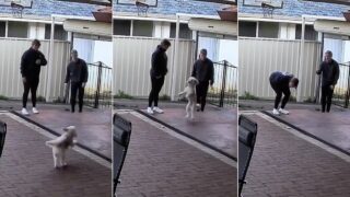 cao-ficou-tao-empolgado-que-aprendeu-uma-nova-maneira-de-andar