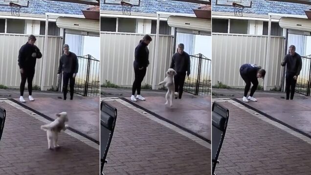 cao-ficou-tao-empolgado-que-aprendeu-uma-nova-maneira-de-andar