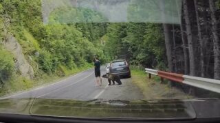 escapa-a-um-ataque-de-urso-pardo-na-romenia-sem-saber-como