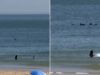 golfinhos-invadem-a-praia-de-carcavelos-e-ha-video