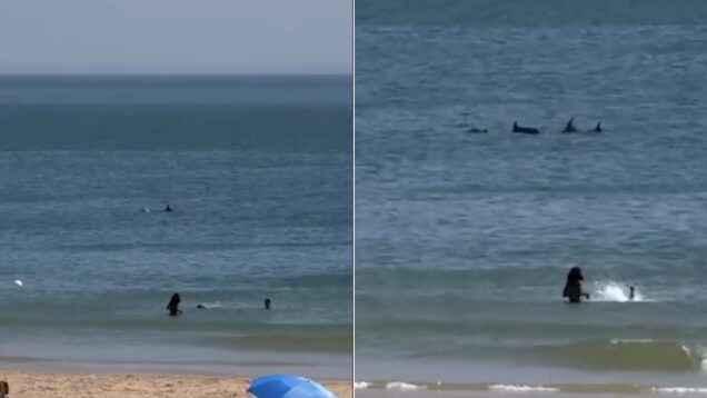 golfinhos-invadem-a-praia-de-carcavelos-e-ha-video