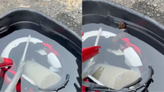 Cobra venenosa esconde-se em capacete de jogador de futebol americano