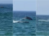 Família de golfinhos surpreende banhistas junto à costa em Santa Cruz