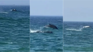 Família de golfinhos surpreende banhistas junto à costa em Santa Cruz